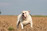 BULLDOG ANGLAIS 168
